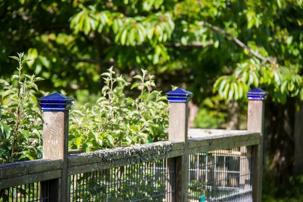 Blue-capped fence posts along a wire fence with green trees in the background