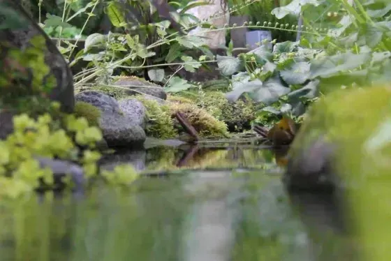 Mossy stream and pond water feature built by Creative Gardens