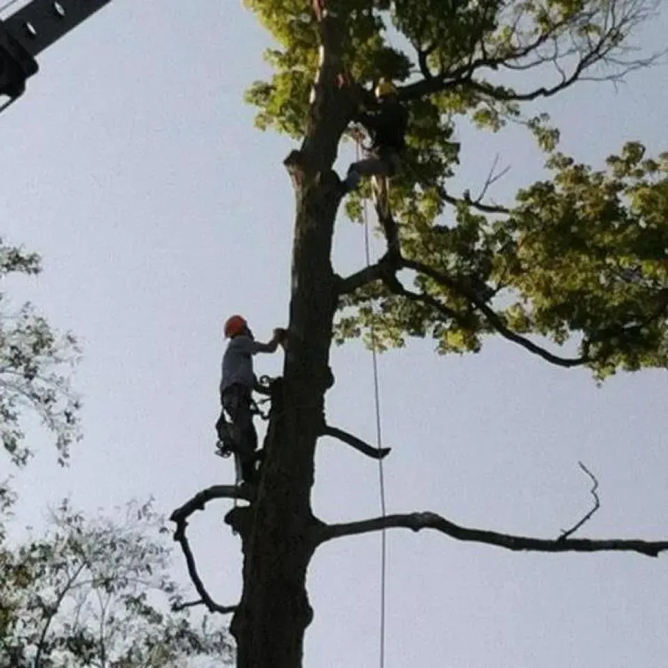 Lumberjack In The Crown Of A Tall Tree - Millersburg, Ohio - A New Leaf Tree Service Lumberjack In The Crown Of A Tall Tree - Millersburg, Ohio - A New Leaf Tree Service