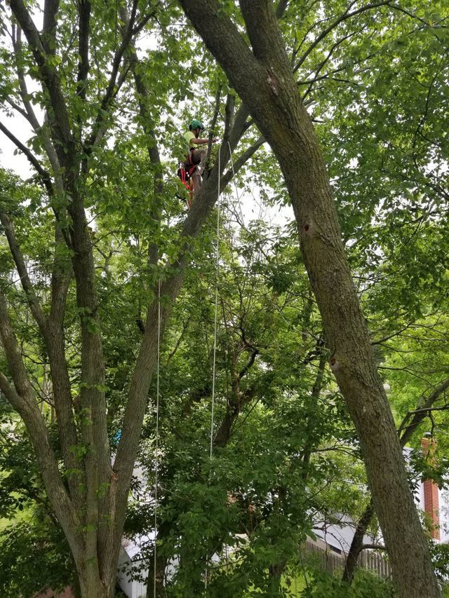 Tree Trimming Arborist Working With A Chainsaw - Millersburg, Ohio - A New Leaf Tree Service Tree Trimming Arborist Working With A Chainsaw - Millersburg, Ohio - A New Leaf Tree Service