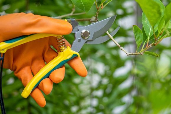Gardener Pruning Trees Using Pruning Shears - Millersburg, Ohio - A New Leaf Tree Service Gardener Pruning Trees Using Pruning Shears - Millersburg, Ohio - A New Leaf Tree Service