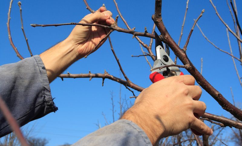 Tree Pruning - Millersburg, Ohio - A New Leaf Tree Service Tree Pruning - Millersburg, Ohio - A New Leaf Tree Service