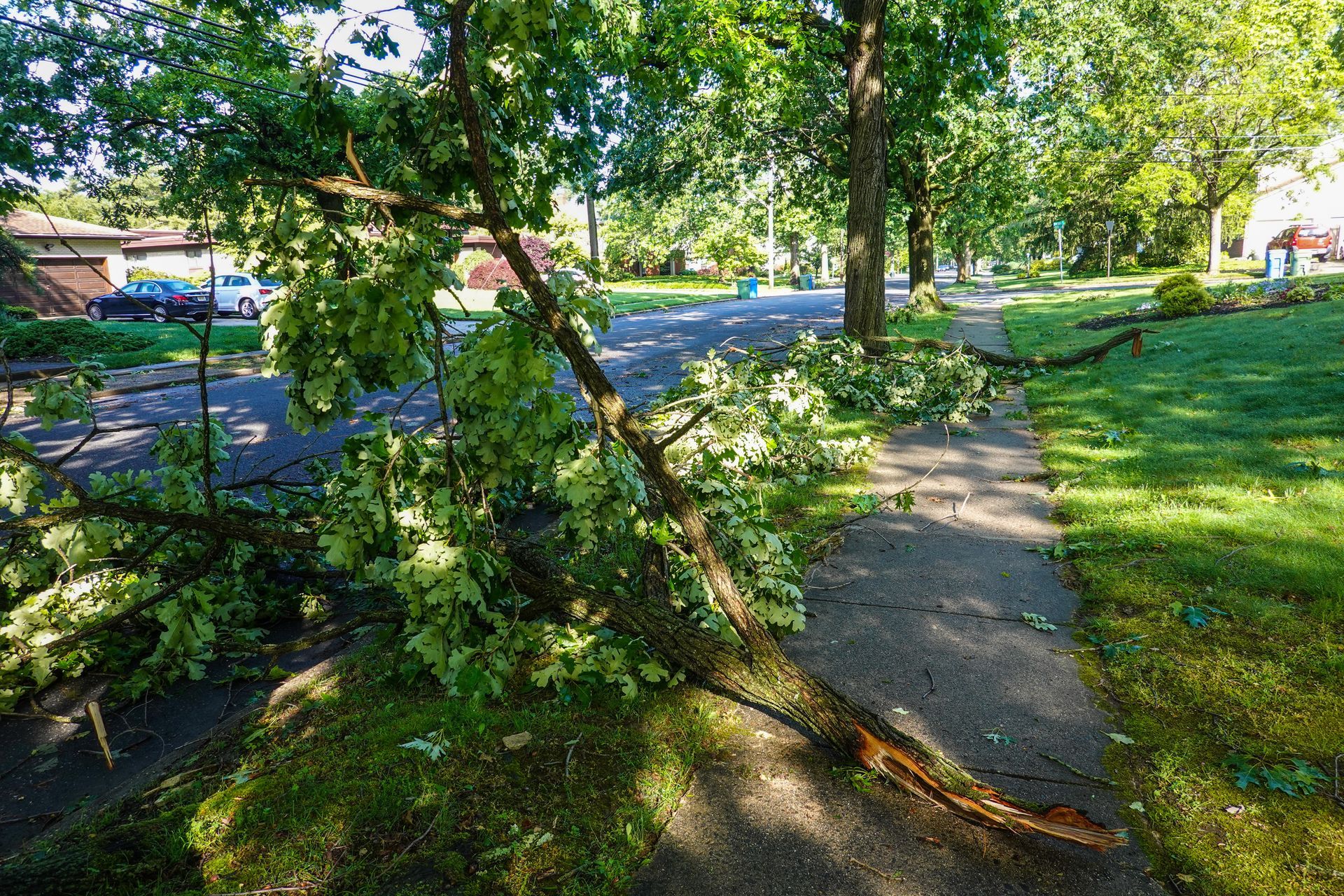 A fallen tree is blocking a sidewalk in a leafy suburban neighborhood after a storm.