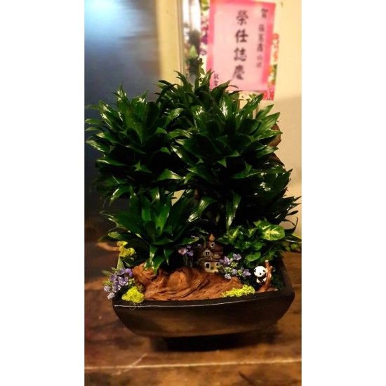 深色花盆中擺放著綠葉植物，旁邊配有裝飾卡片。