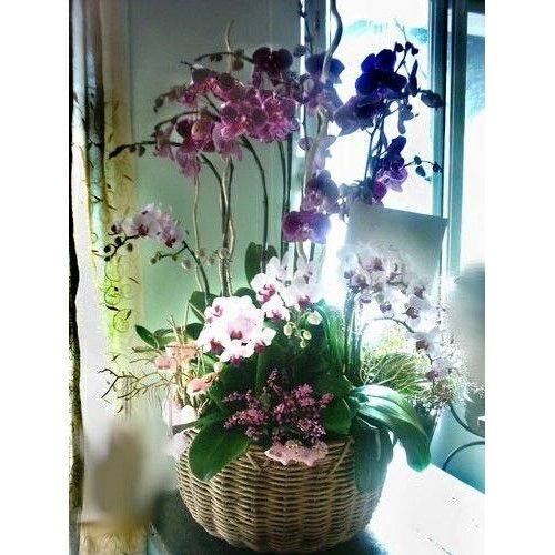 窗邊擺著一籃色彩艷麗的蘭花，有粉紅色、紫色和白色。