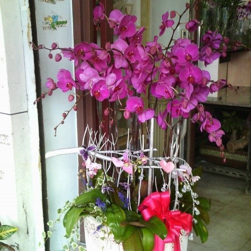 白色花盆裡種紫色蘭花，繫著粉紅色絲帶。銀色金屬絲花架，綠葉蔥蘢。