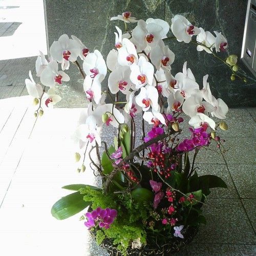籃子裡盛著白色和紫色的蘭花，花心是紅色的，葉子是綠色的。