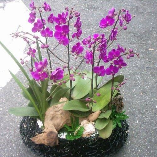 黑色裝飾花盆中栽種紫色蘭花，周圍點綴著綠植和浮木。