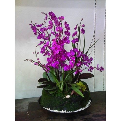 紫色蘭花栽種在覆蓋著苔蘚的圓形花盆中，盆子裡放著白色鵝卵石。