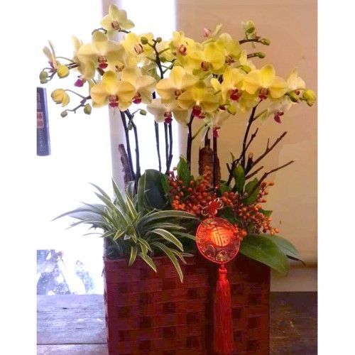 棕色編織花盆裡種著黃色蘭花，周圍環繞著綠色植物和紅色裝飾品。