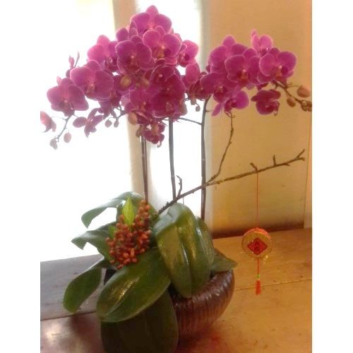 棕色花盆裡種著紫色蘭花，葉子是綠色的，旁邊還有一株小小的橘色植物和一個金色的裝飾品。