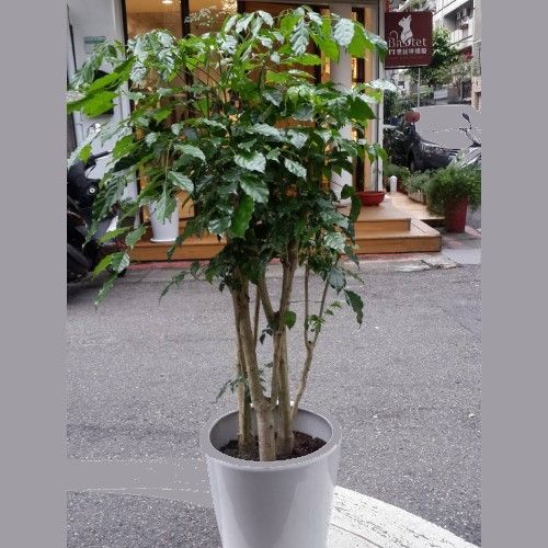 城市街道上擺放著一盆植物，它有多根細長的莖幹和綠葉。