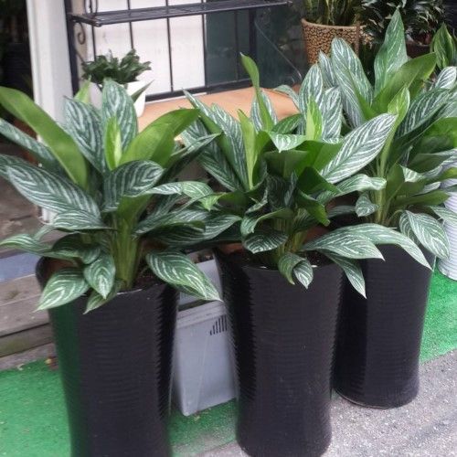 三盆栽中國常綠植物，葉片呈斑駁狀，栽種於黑色圓柱形花盆中。