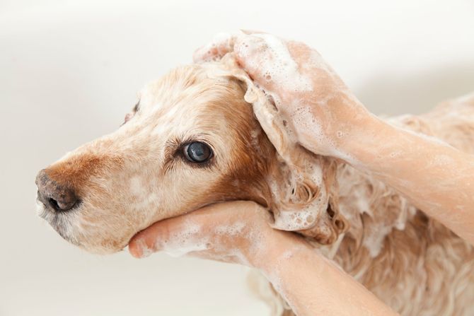 Eine Person wäscht einen Hund in einer Badewanne.