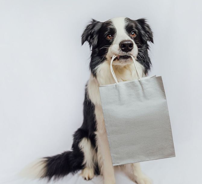 Ein schwarz-weißer Hund hält eine silberne Einkaufstüte im Maul.