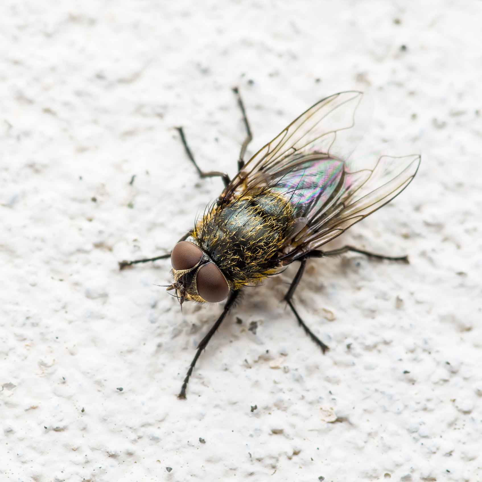 Pest Control Services in Minneapolis, MN