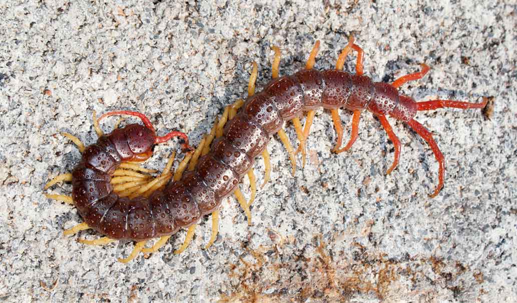 Pest Control Services in Minneapolis, MN