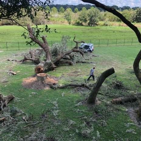 Rural yard with a fallen tree, stump, and a person walking near a white vehicle