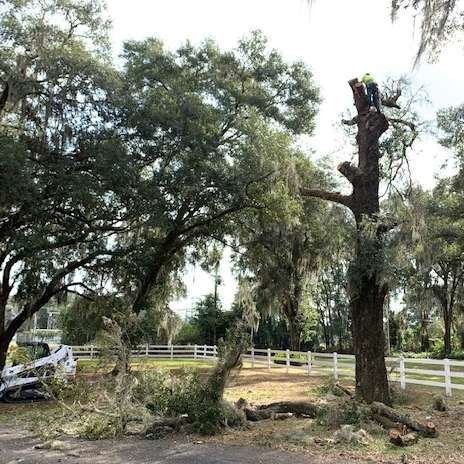 Storm-damaged trees and branches beside a white fence in a grassy yard, with a worker in a bucket truck trimming a tree