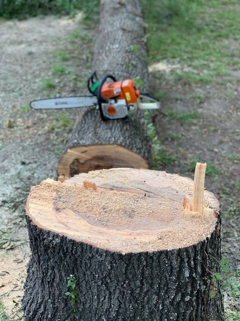 Chainsaw resting on a log near a freshly cut stump in a wooded area