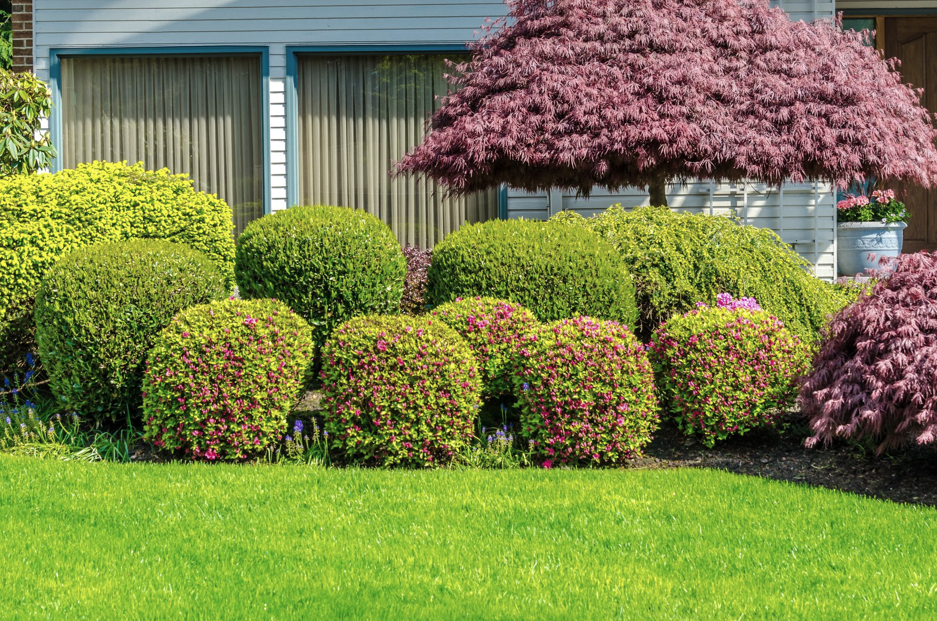 Well-kept garden with green shrubs, a pink flowering tree, and a house in the background