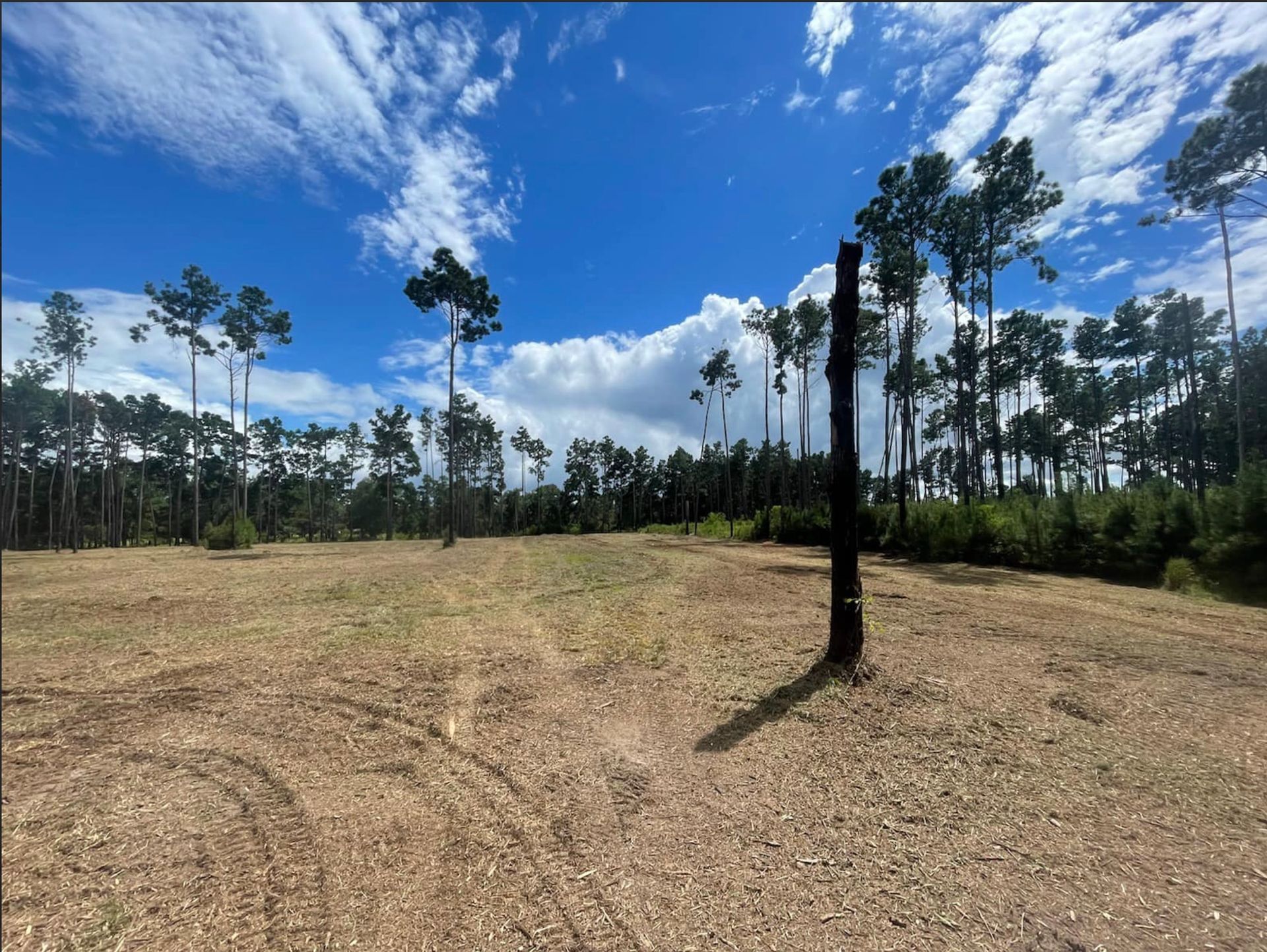 Cleared land with a tall, burnt tree trunk under a blue sky, surrounded by pine trees.