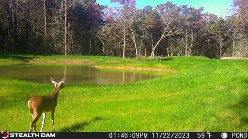 Deer standing on green grass, facing a pond, trees in the background, bright day.