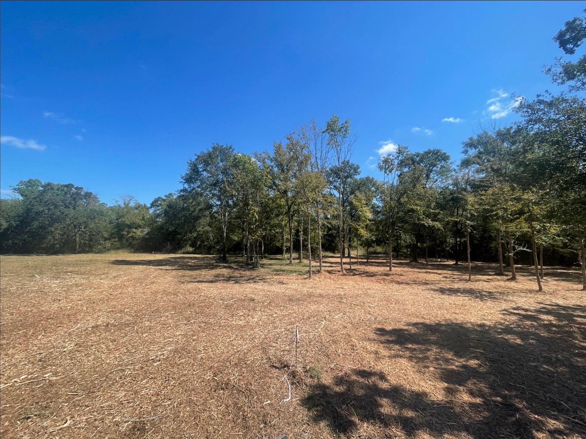 Open field with dry grass and trees under a bright blue sky.