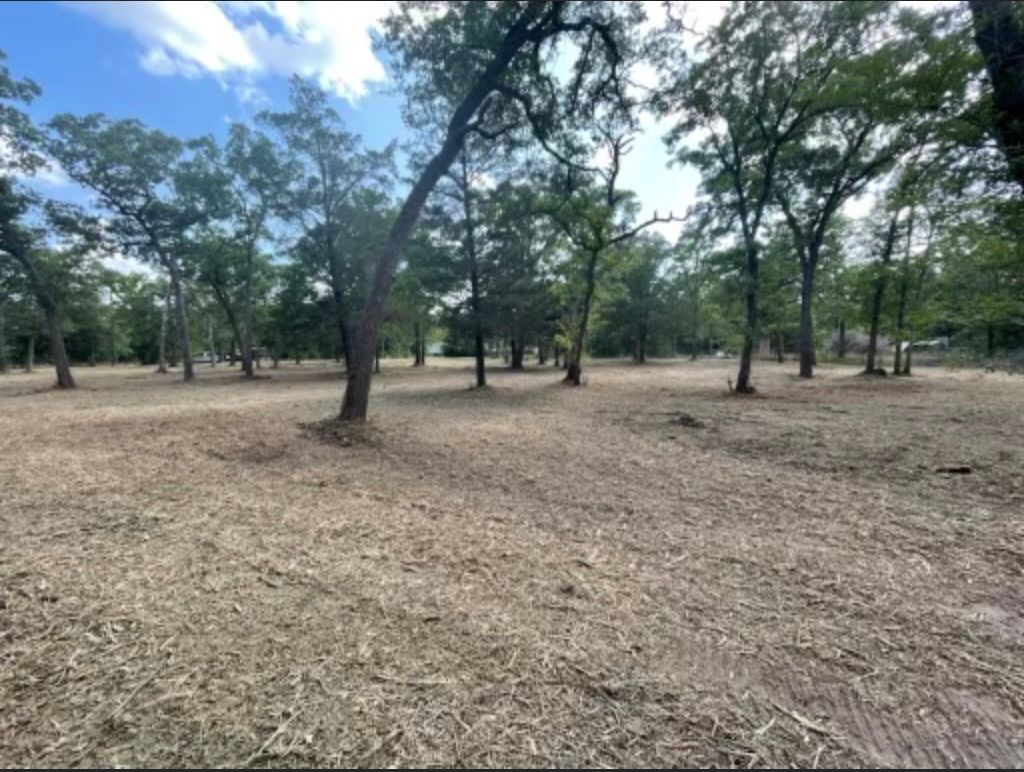 Open field covered in dry leaves, with trees spread throughout under a cloudy sky.