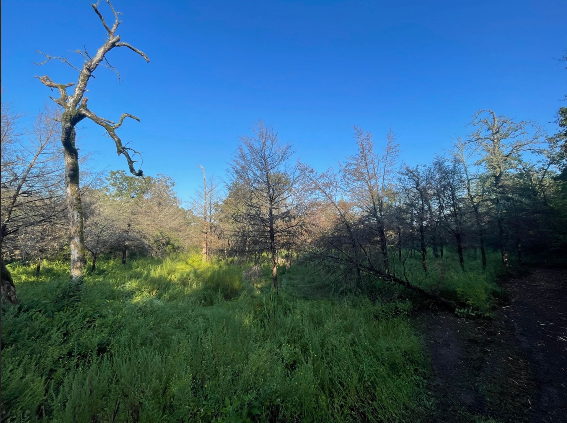 Grassy meadow with trees under a bright blue sky. Some trees appear dead.
