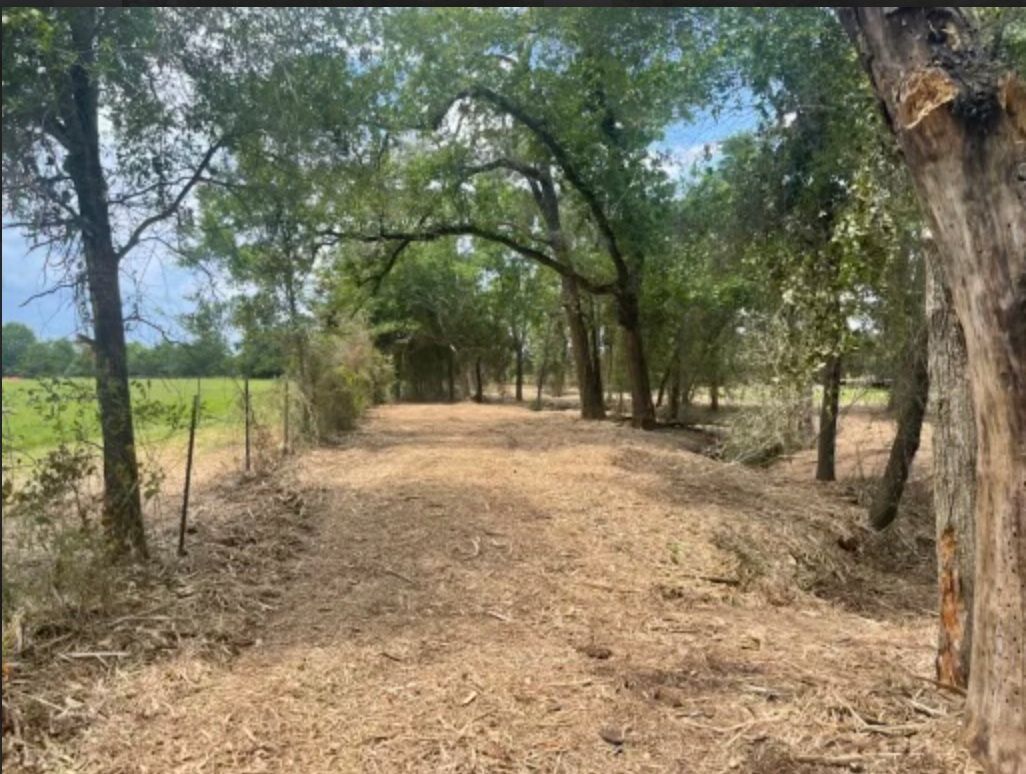 Dirt path lined with trees, leading into the distance. Brown and green tones; sunny day.