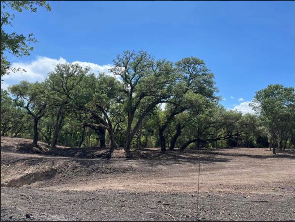 Trees with green leaves against a blue sky in a brown, dry field.