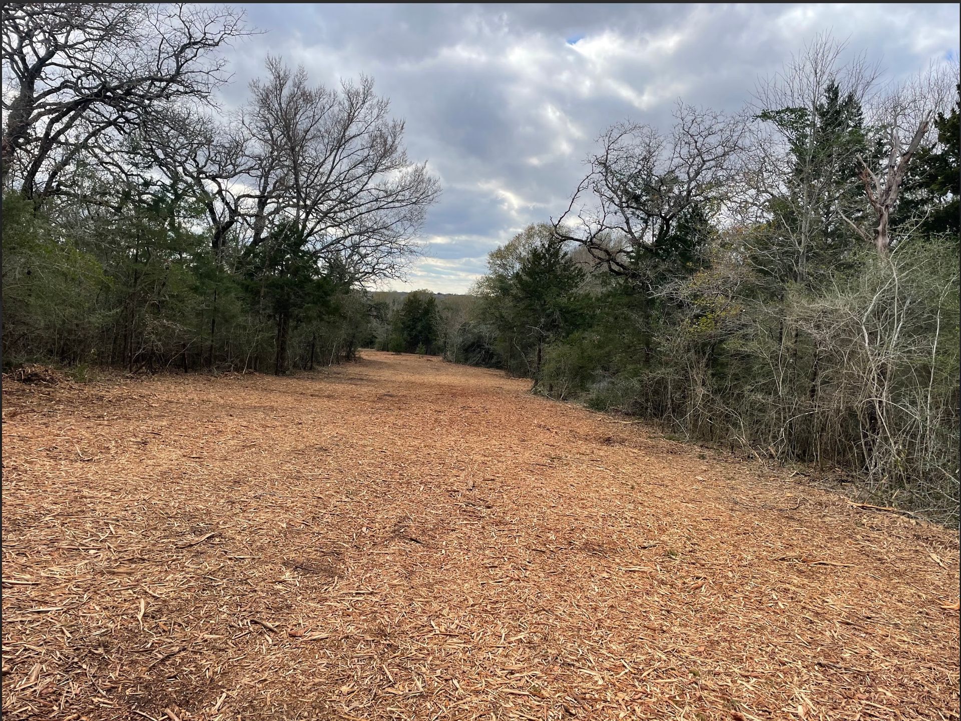 Dirt path through woods, covered in brown mulch, leading to a clearing under a cloudy sky.