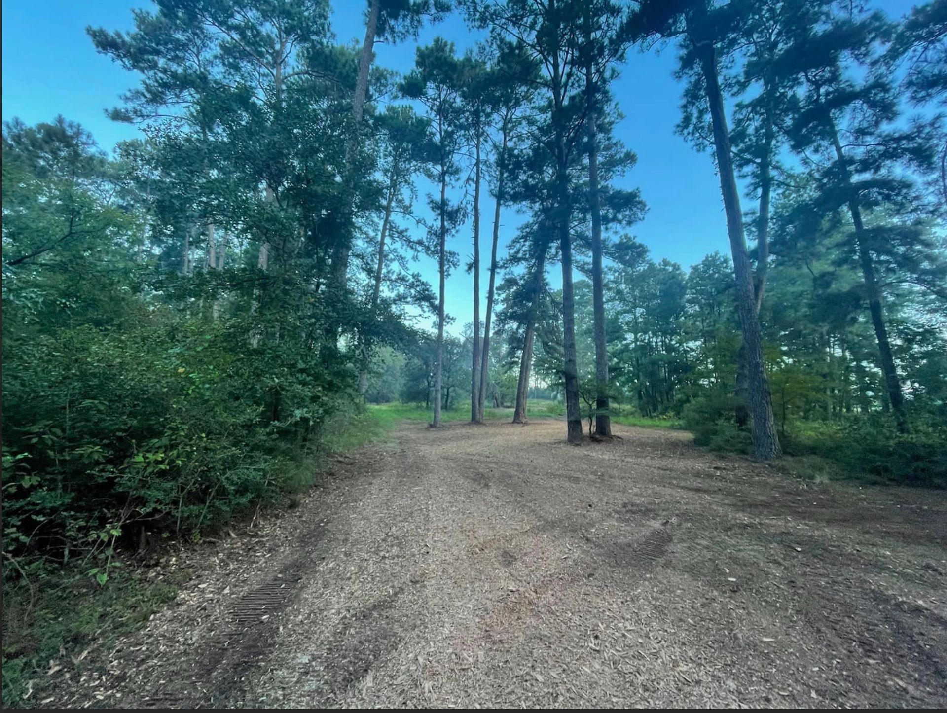 A dirt path leading into a forest with tall trees under a blue sky.