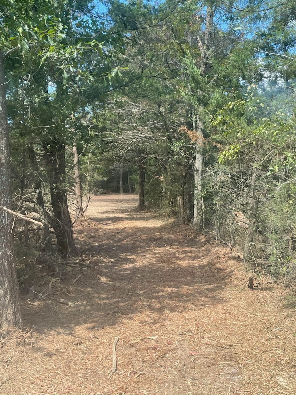 Dirt path through a sunlit forest, surrounded by trees and brown fallen leaves.