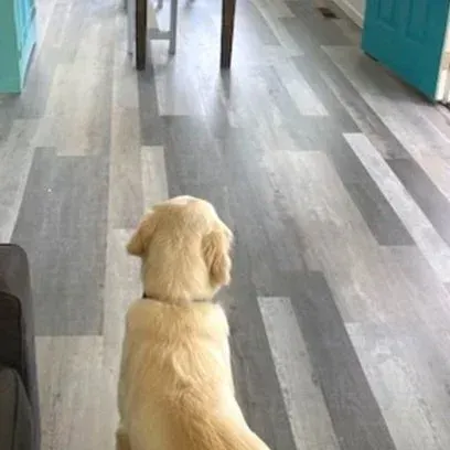 Golden dog sitting on a gray wood floor, facing a teal doorway in a bright hallway.
