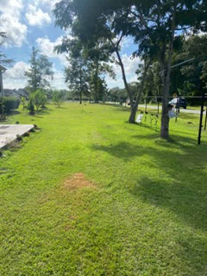 Sunlit grassy park with trees, a paved path, and a few people in the distance