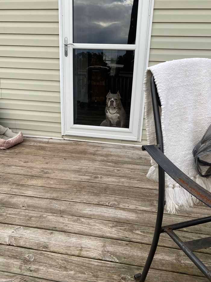 Cat sitting behind a glass door on a wooden deck beside a patio chair.