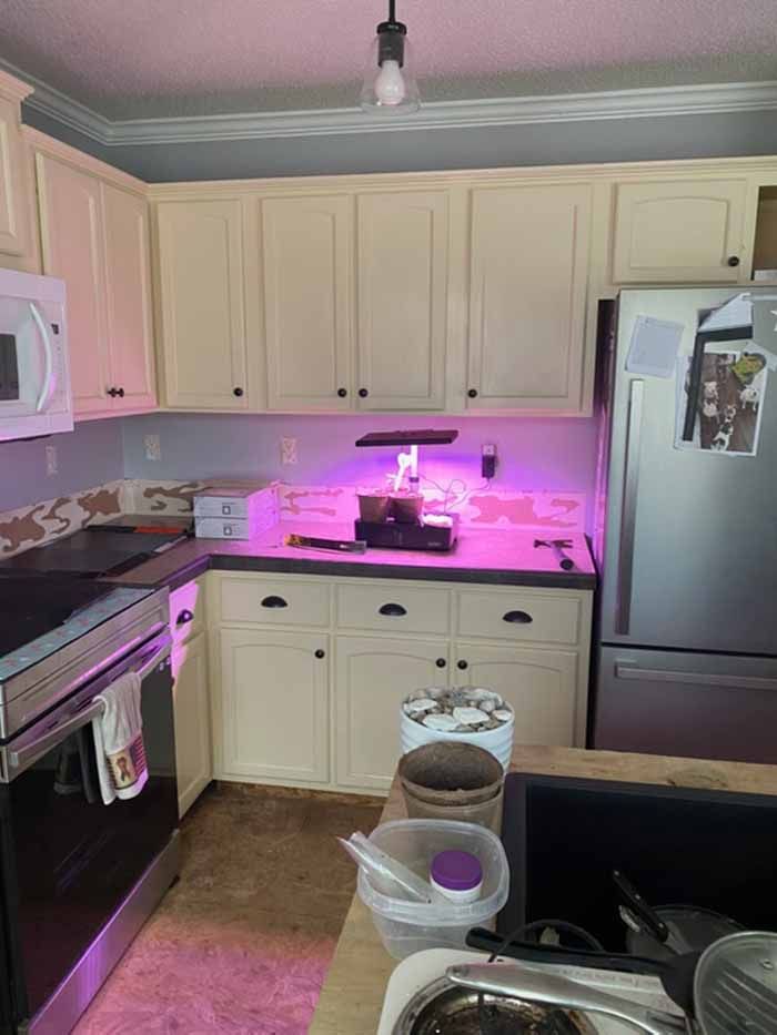 Small kitchen with cream cabinets, stainless fridge, black stove, and pink-purple under-cabinet lighting.