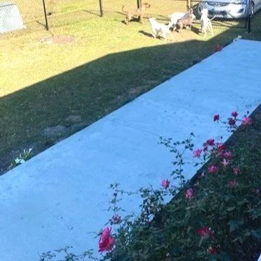 Two small dogs on a sunny lawn beside a driveway and pink flowers