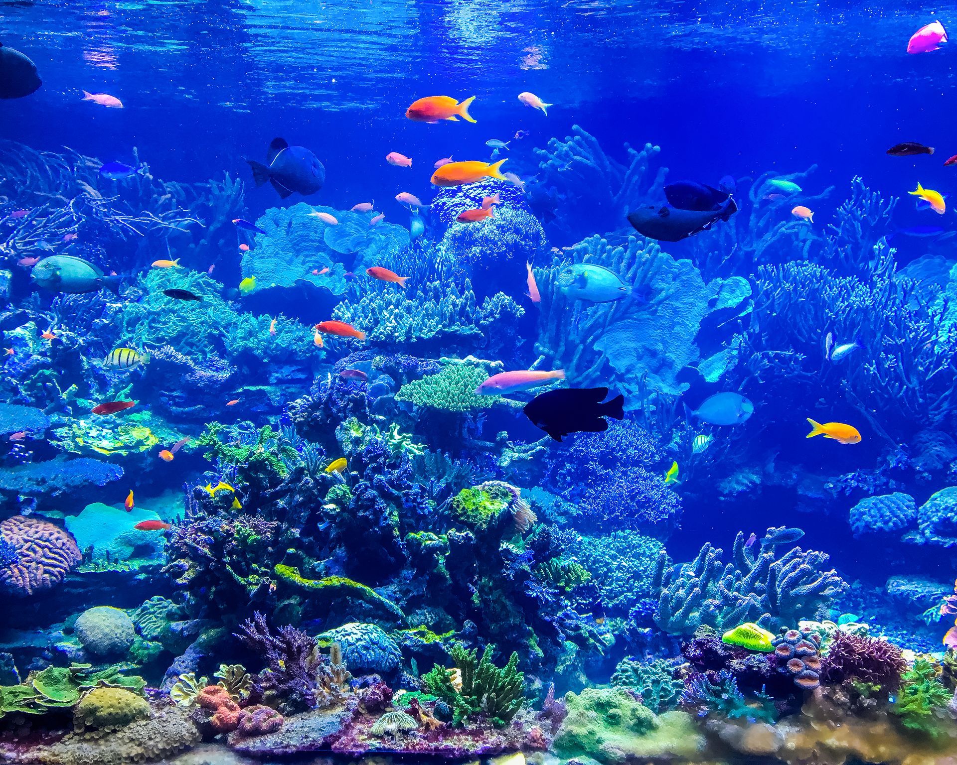 A large aquarium filled with lots of fish and corals.