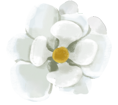 A watercolor-style illustration of a white flower with rounded petals and a yellow center on a plain white background.