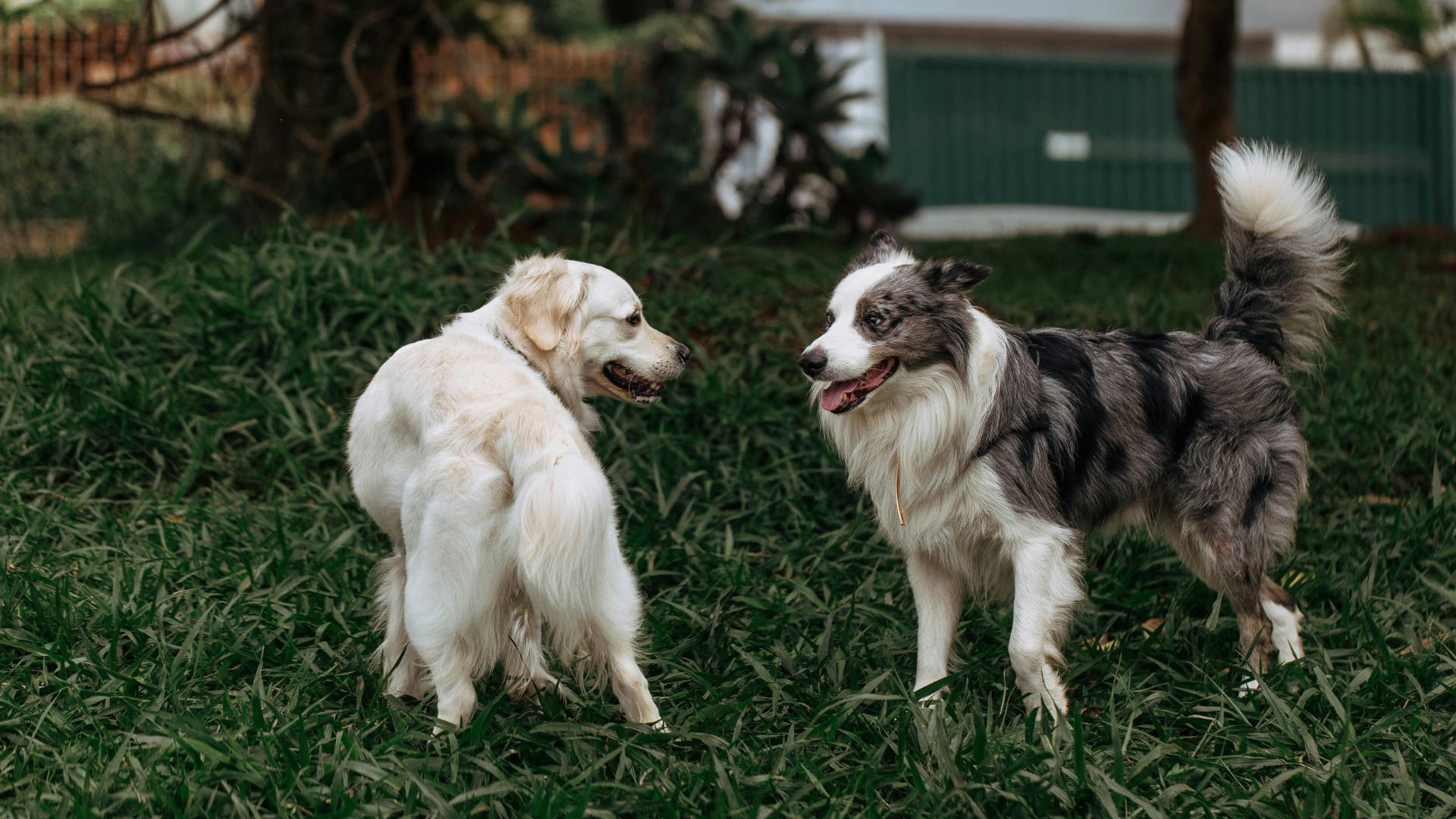 Two dogs facing each other on grass, one white and one gray-brown, in a yard.