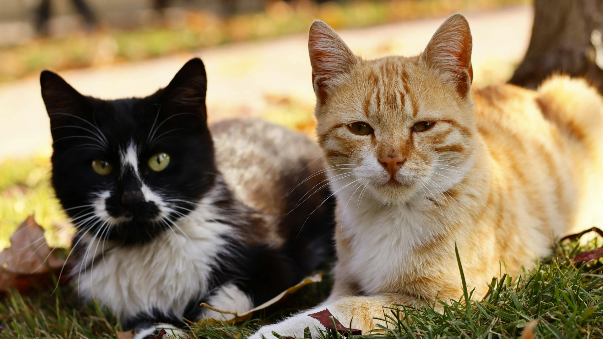 Two cats lying in grass: one black-and-white, one orange tabby, both facing the camera.
