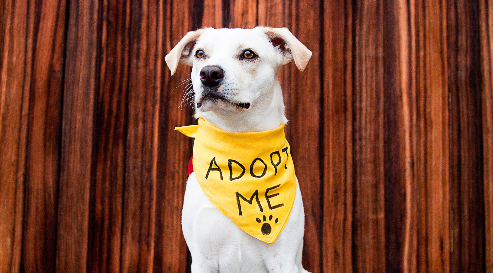 White dog wearing a yellow “Adopt Me” bandana against a wood-paneled background