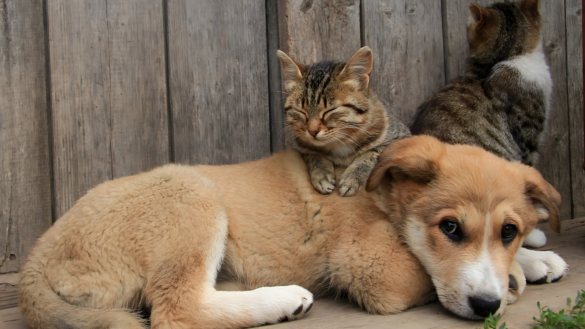 Dog lying on the ground with a cat resting on its back and another cat behind them by a wooden wall