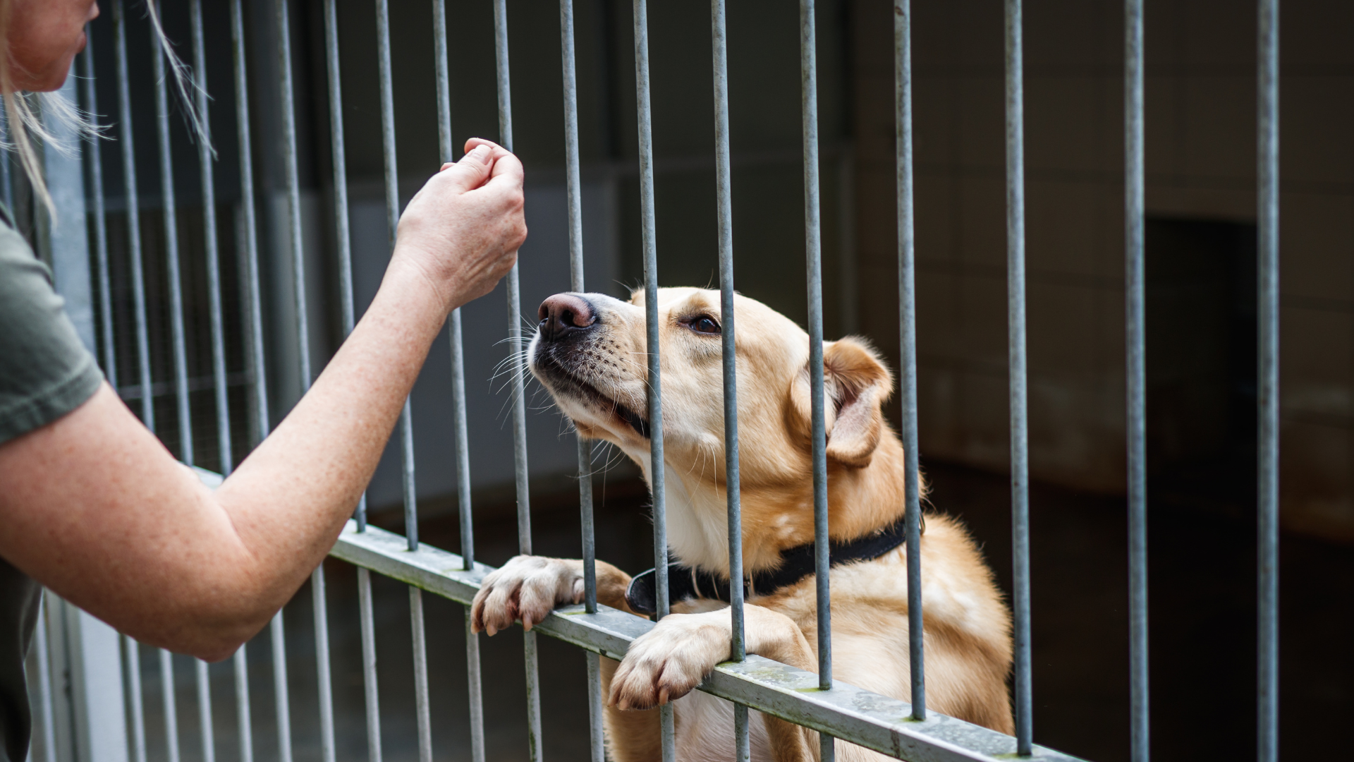Person feeding a tan dog behind metal shelter bars