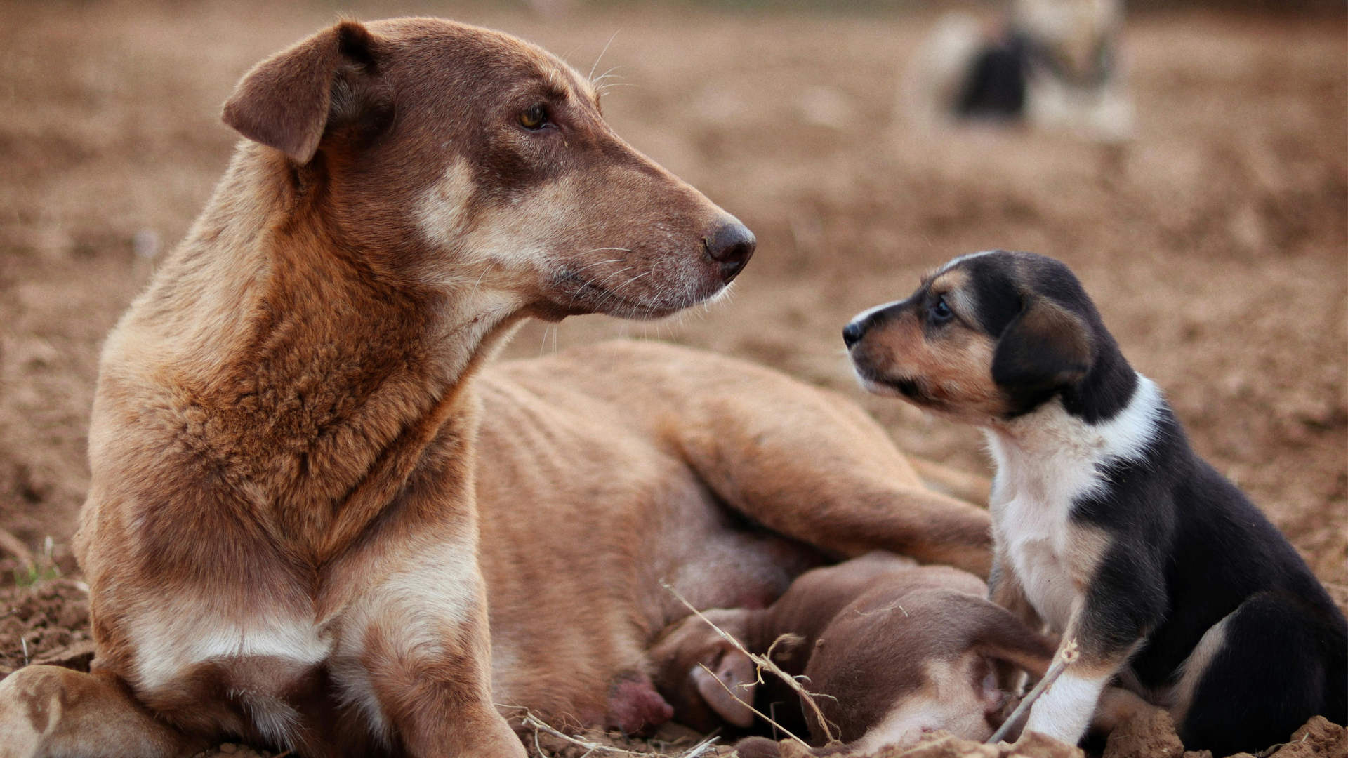 Brown dog lying beside a black-and-white puppy outdoors on dry grass