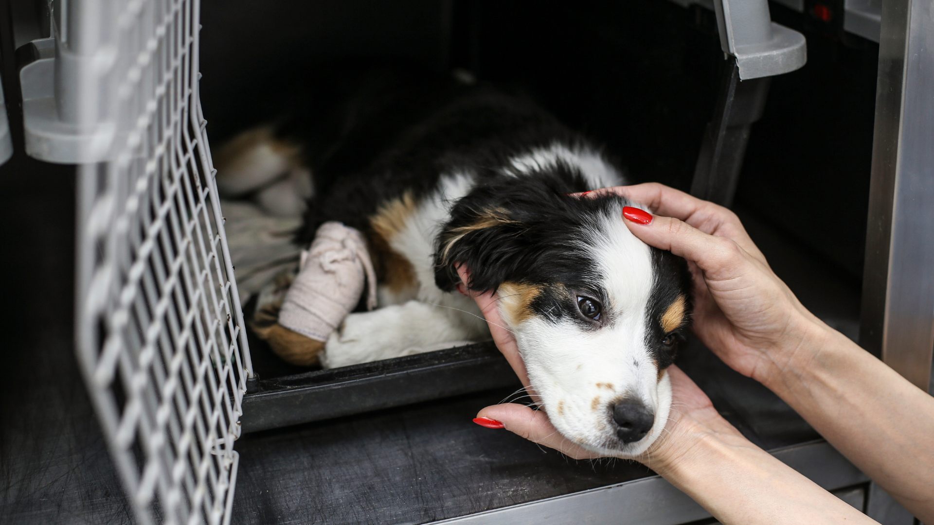 Hand petting a black-and-white dog resting in a crate, with bandaged leg visible