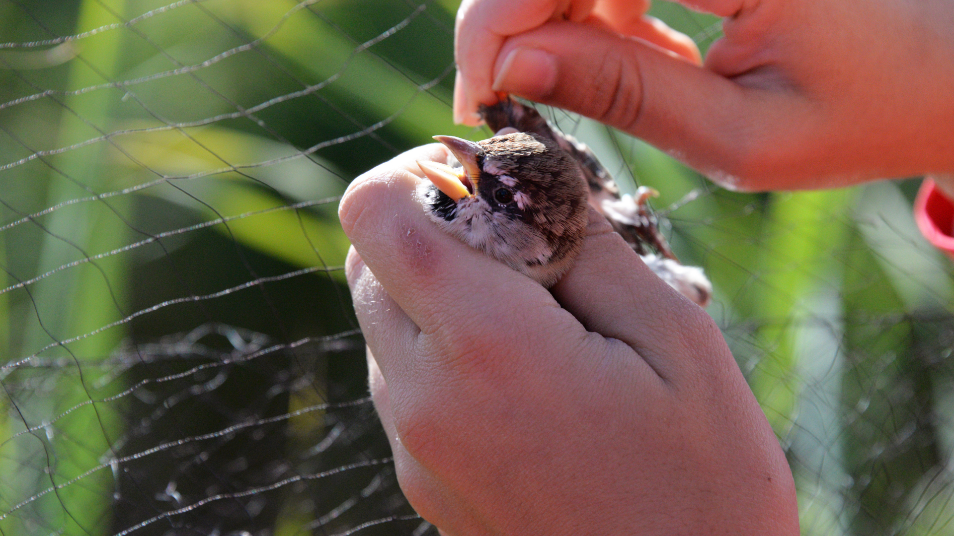 Hands gently hold a small bird while a person feeds it near a netted outdoor area.